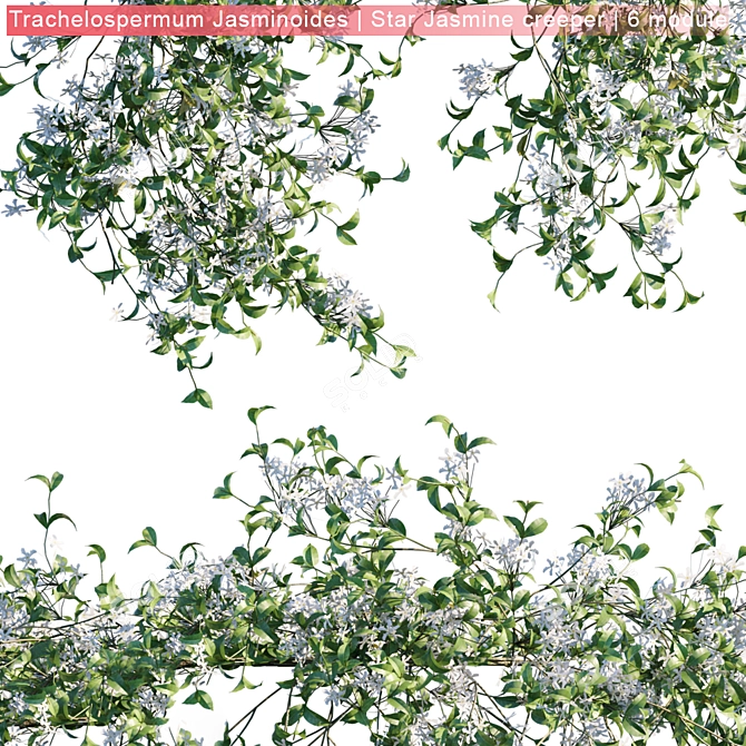 Trachelospermum Jasminoides: Vibrant Star Jasmine Creeper 3D model image 2