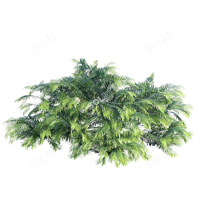 Dwarf Plum Yew | Cephalotaxus harringtonia 3D model image 2