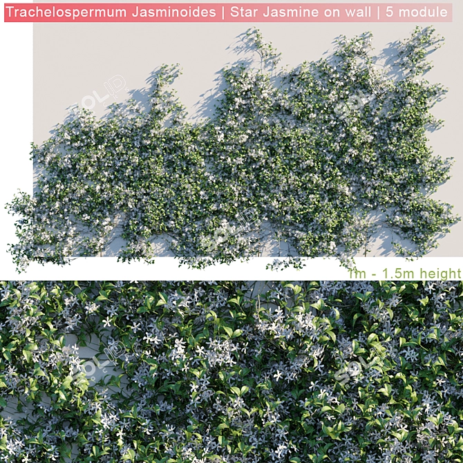 Wall-Mounted Trachelospermum Jasminoides: Stunning Star Jasmine on Display 3D model image 1