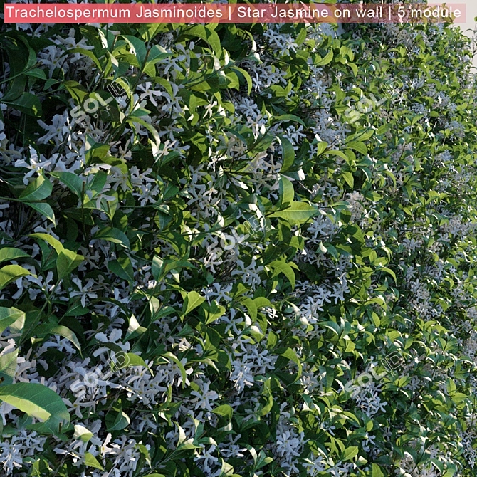 Wall-Mounted Trachelospermum Jasminoides: Stunning Star Jasmine on Display 3D model image 3