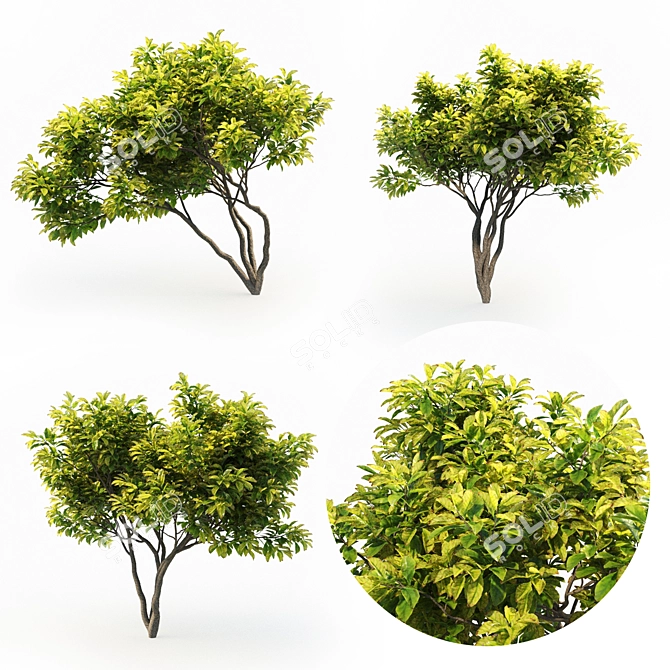 Magnificent Magnolia Trio: 4m Height 3D model image 1