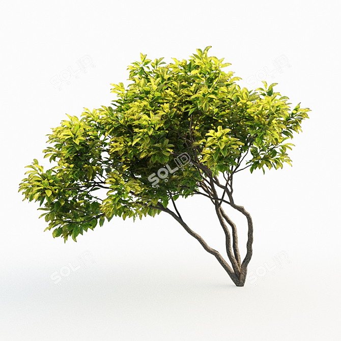 Magnificent Magnolia Trio: 4m Height 3D model image 2
