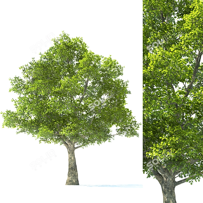 Tilia Tree: 10m Height Set 3D model image 1