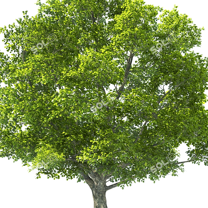 Tilia Tree: 10m Height Set 3D model image 2