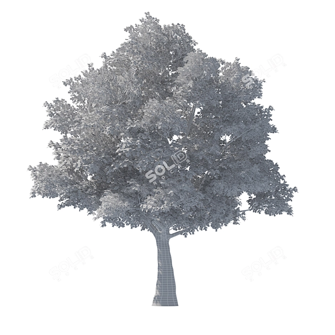 Tilia Tree: 10m Height Set 3D model image 3