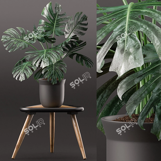 Monstera Plant in Black Pot 3D model image 1