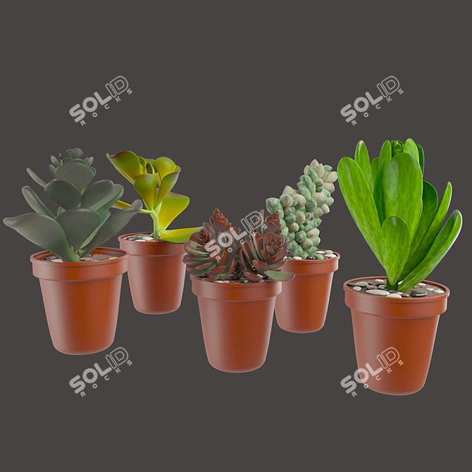 Vibrant Cactus Pot Set: Maziye Model 3D model image 1