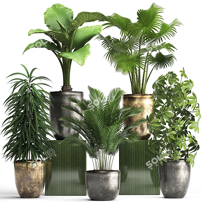 Exotic Plant Collection - Schefflera, Alocasia, Ficus Alii 3D model image 1