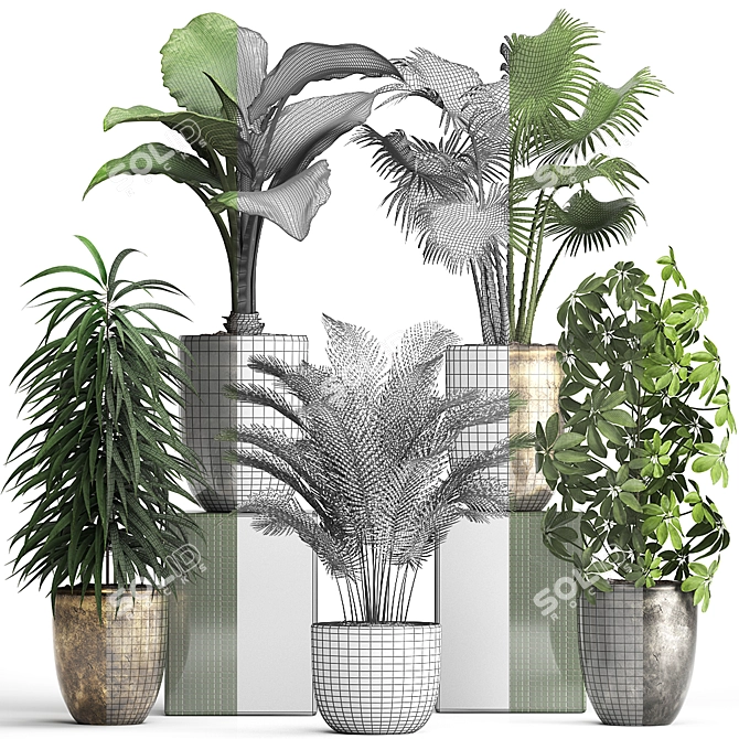 Exotic Plant Collection - Schefflera, Alocasia, Ficus Alii 3D model image 3