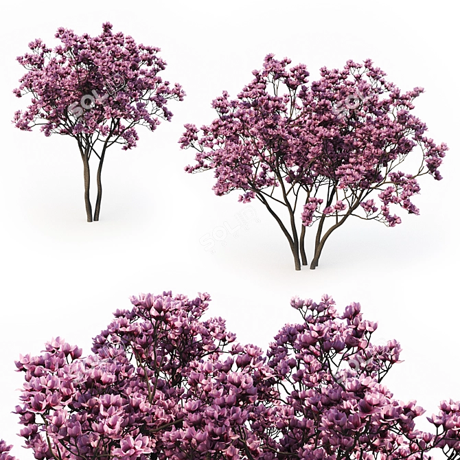 Magnolia Liliflora (3m) Trees - Set of 2 3D model image 1