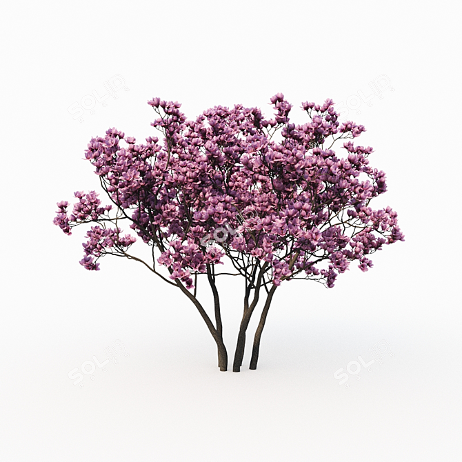 Magnolia Liliflora (3m) Trees - Set of 2 3D model image 3