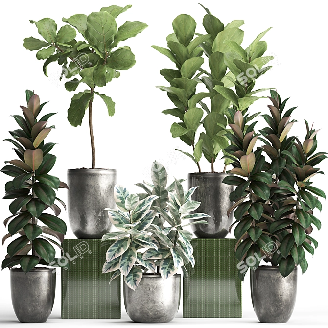 Exotic Ficus Plant Collection 3D model image 1