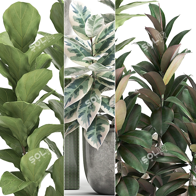 Exotic Ficus Plant Collection 3D model image 2