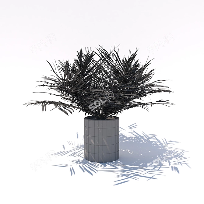 Tiny Palm Tree: A Lush Indoor Delight 3D model image 2