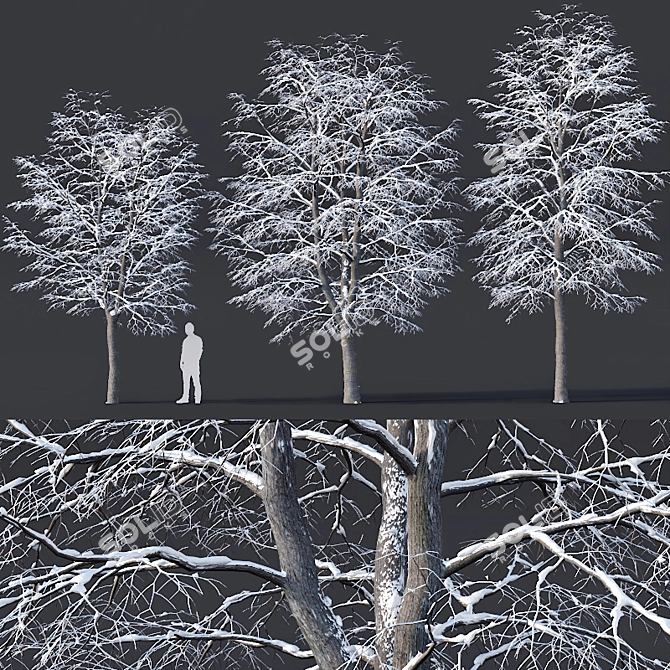 Snow-covered Tilia Trees Set 3D model image 1