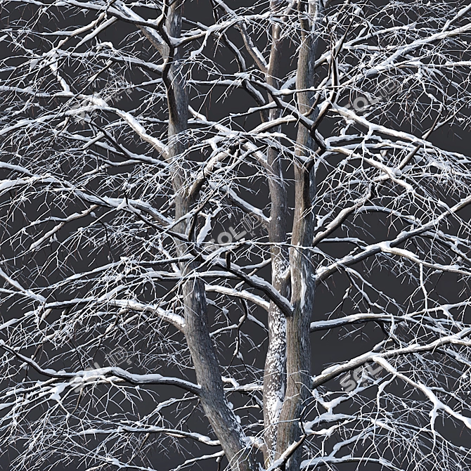 Snow-covered Tilia Trees Set 3D model image 2