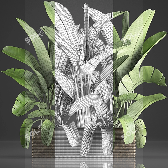 Exotic Houseplant Collection: Banana Palm & Ravenala 3D model image 3