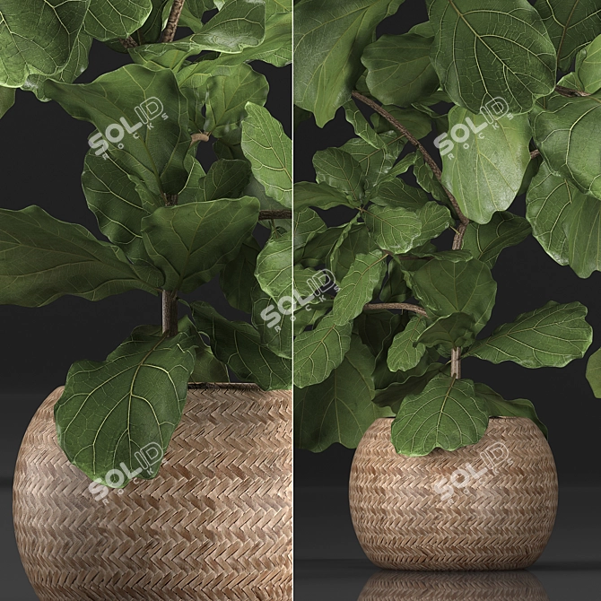 Exotic Houseplant Collection: Ficus Lyrata in Rattan Basket 3D model image 2