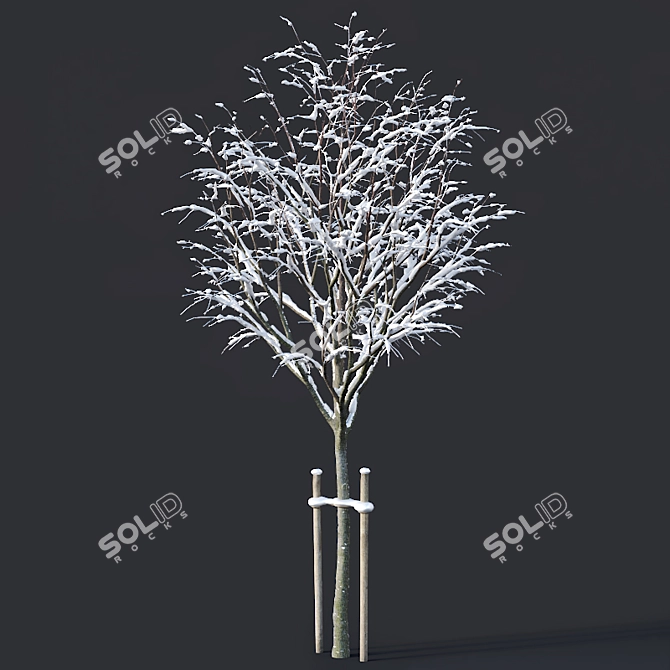 Winter Wonderland: Tilia Tree Set 3D model image 2