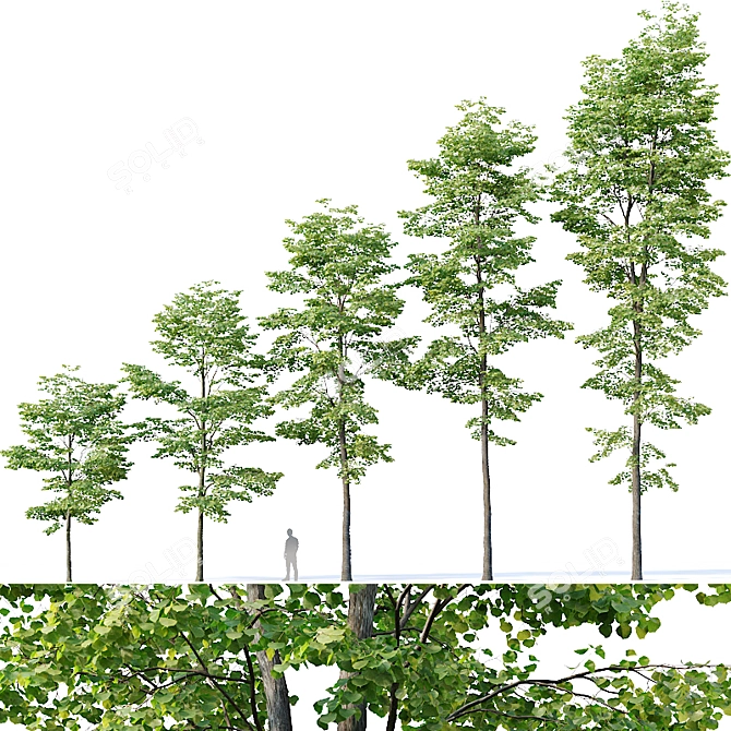 Tilia europaea Pack: 5 Forest Trees 3D model image 1