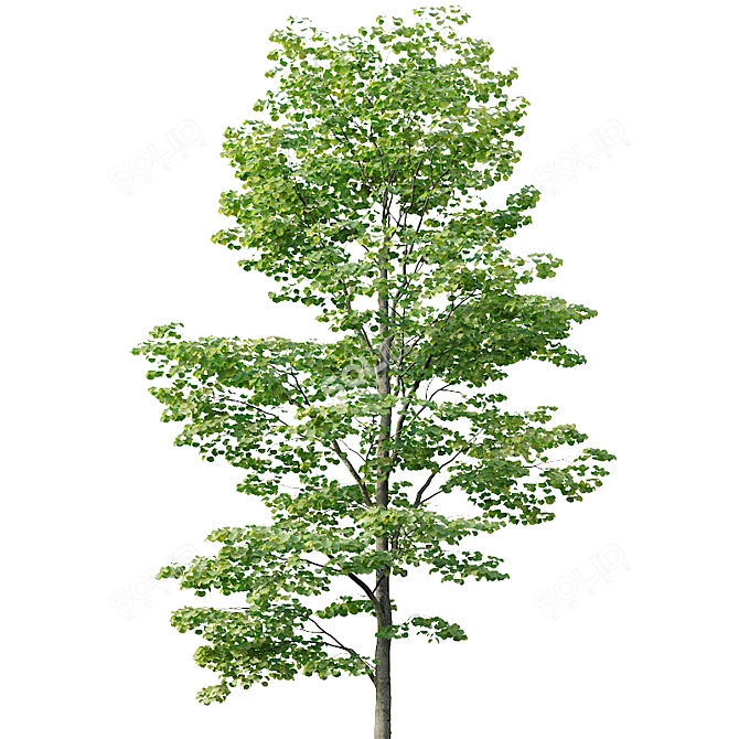 Tilia europaea Pack: 5 Forest Trees 3D model image 3