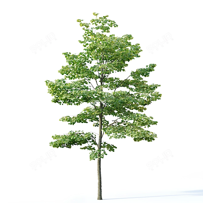Tilia europaea Pack: 5 Forest Trees 3D model image 5