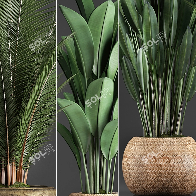 Exotic Indoor Plants Collection with 360 Varieties 3D model image 2
