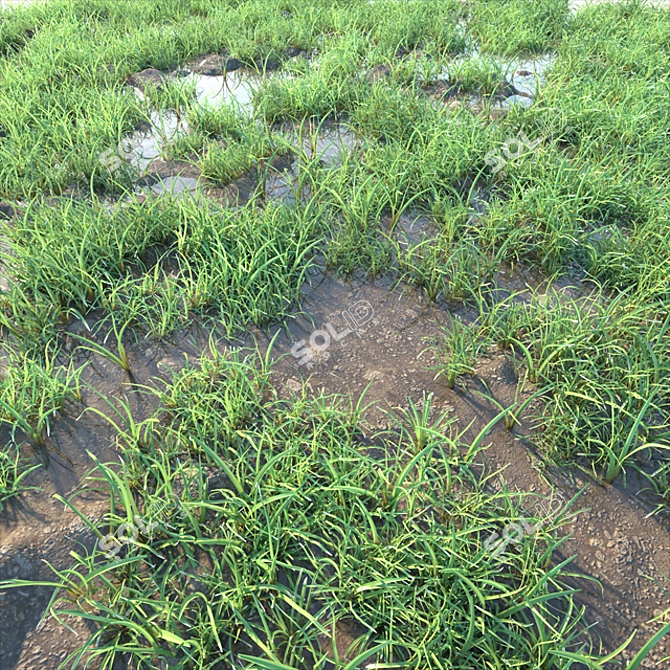 2011 MAX Corona Lawn+OBJ+MTL 3D model image 2