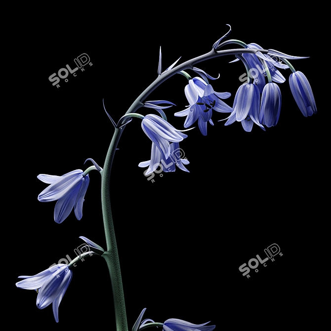 Blooming Beauty: Bluebell Garden Delight 3D model image 2