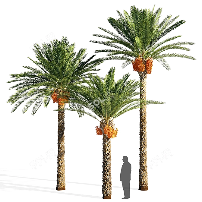 Exquisite Date Palm Tree 3D model image 1