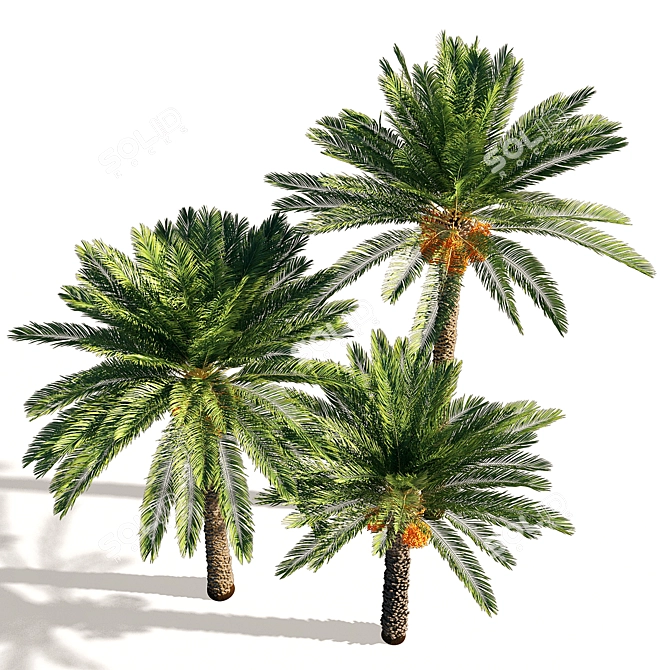 Exquisite Date Palm Tree 3D model image 2