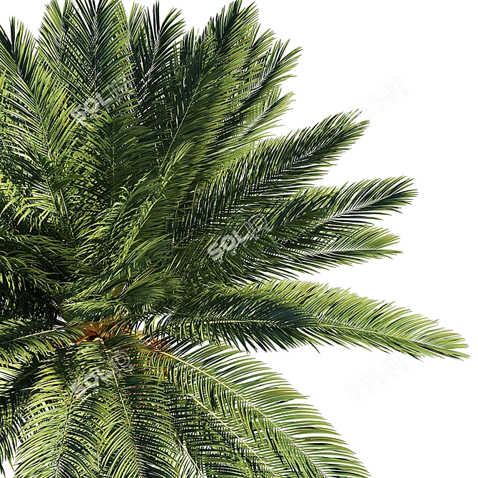 Exquisite Date Palm Tree 3D model image 3