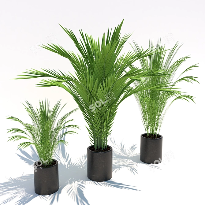 Tiny Trio: Petite Palms 3D model image 1