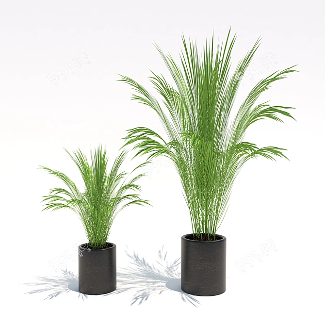 Tiny Trio: Petite Palms 3D model image 2