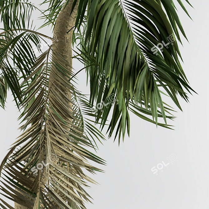 Tropical Bliss: Palm Tree for Soil & Pot 3D model image 2