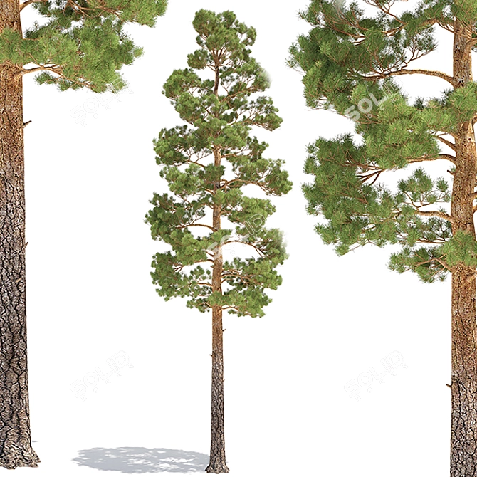 Tall Pine Tree for 3D Modeling 3D model image 1