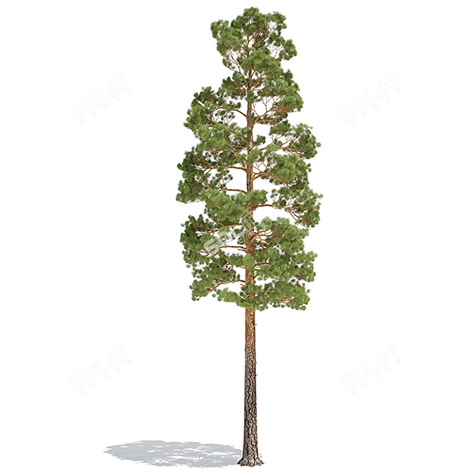 Tall Pine Tree for 3D Modeling 3D model image 2