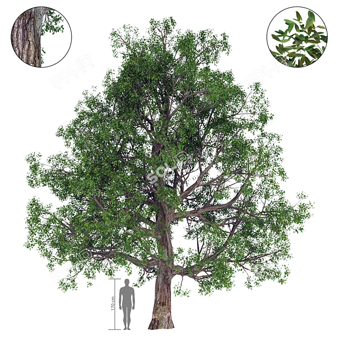Vivid Broadleaf Tree: Realistic & Detailed 3D model image 1