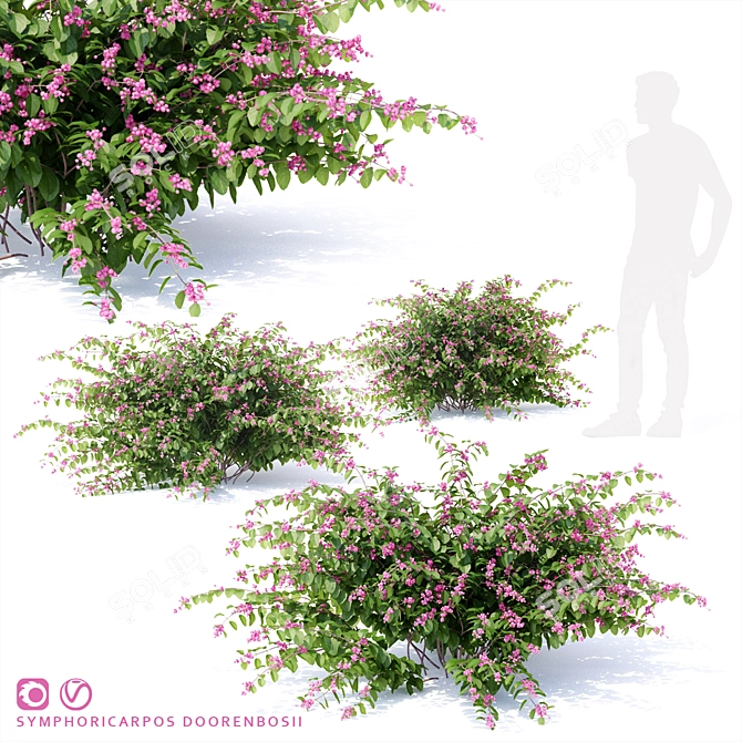 Snowberry Dorenbose Bush | Symphoricarpos doorenbosii 3D model image 1