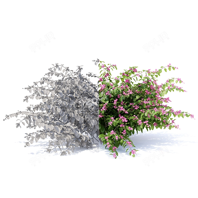 Snowberry Dorenbose Bush | Symphoricarpos doorenbosii 3D model image 3