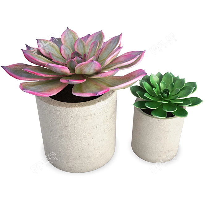 Duo Aeonium Succulent Plants - 3D Modeling 3D model image 1