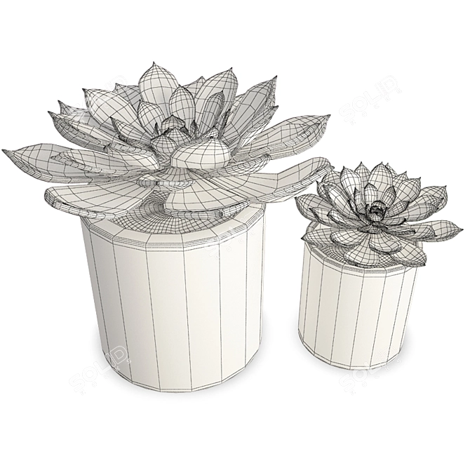 Duo Aeonium Succulent Plants - 3D Modeling 3D model image 2