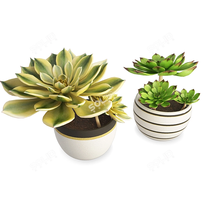 Set of Two Interior Succulent Plants 3D model image 1