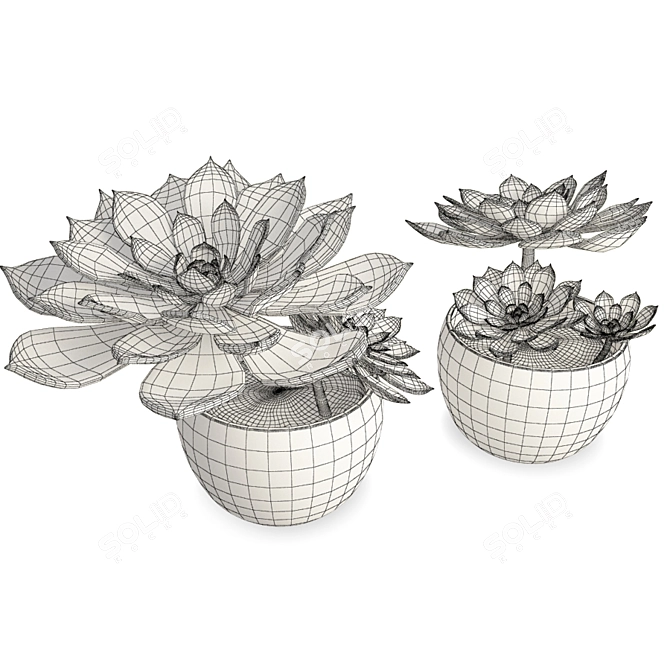 Set of Two Interior Succulent Plants 3D model image 2