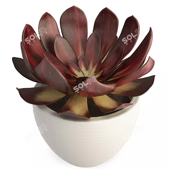 Echeveria Red: Realistic 3D Succulent 3D model image 1