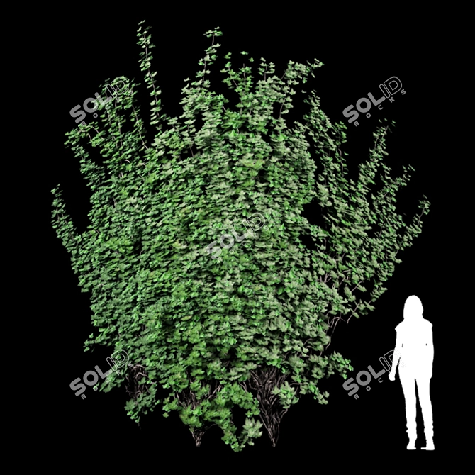 Curved Wall Ivy Creeper 3D model image 1