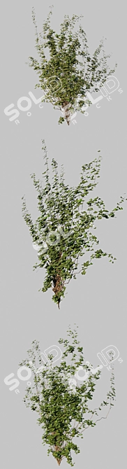 Curved Wall Ivy Creeper 3D model image 2