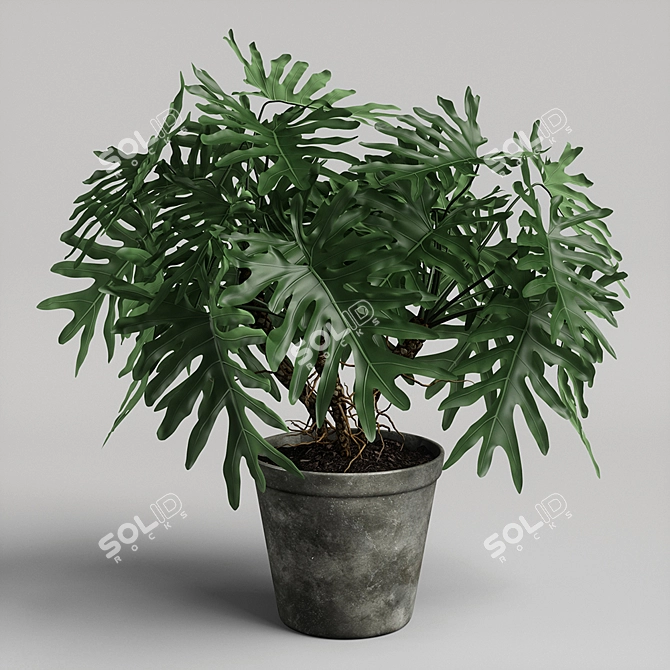 Tropical Philodendron Plant - 3D Model 3D model image 1