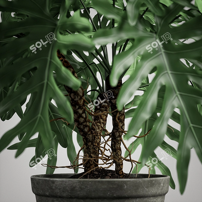 Tropical Philodendron Plant - 3D Model 3D model image 2