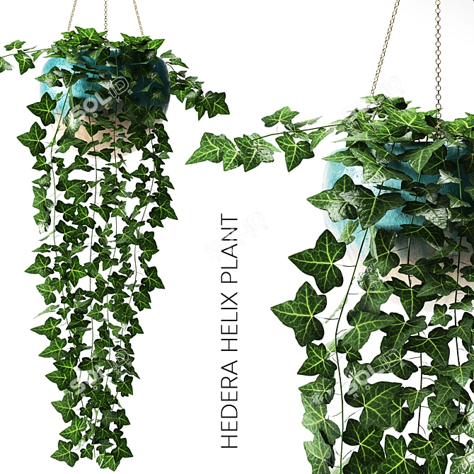 Evergreen Hedera Helix in Blue Ceramic Vase 3D model image 1